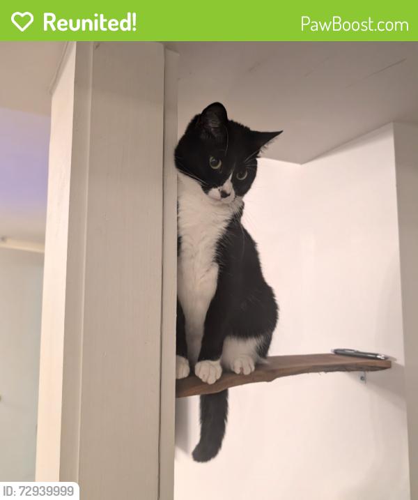 Reunited Female Cat last seen Tiger Drive Wentzville, Wentzville, MO 63385