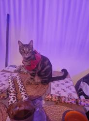 Reunited Male Cat last seen Portland road, Nottingham, England NG7 4GN