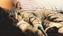 Found/Stray Male Cat last seen Taco bell on Thompson, Indianapolis, IN 46227