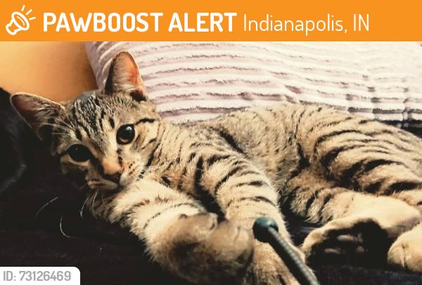 Found/Stray Male Cat last seen Taco bell on Thompson, Indianapolis, IN 46227