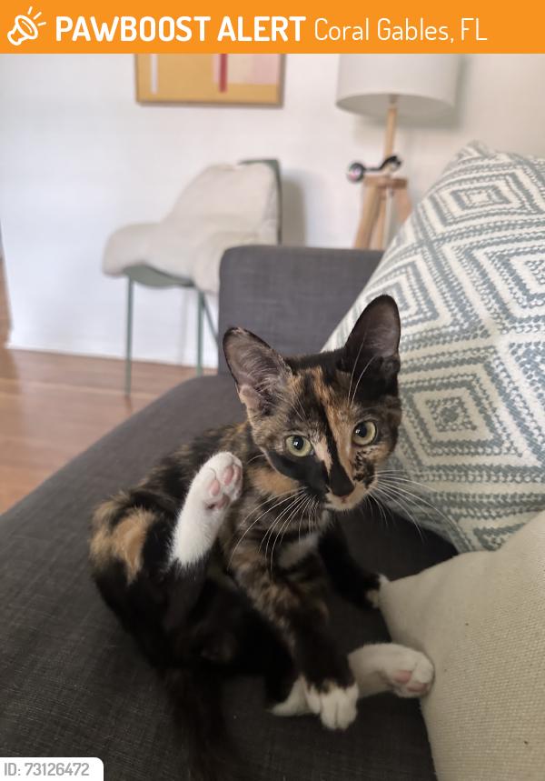 Found/Stray Female Cat last seen Near Orduna Drive in Coral Gables, Coral Gables, FL 33146