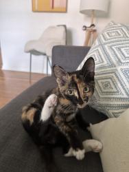 Found/Stray Female Cat last seen Near Orduna Drive in Coral Gables, Coral Gables, FL 33146