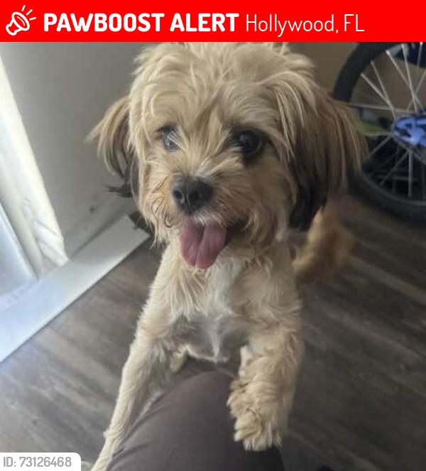 Lost Female Dog last seen Near stirling rd Dania pointe, Hollywood, FL 33020
