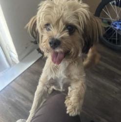 Lost Female Dog last seen Near stirling rd Dania pointe, Hollywood, FL 33020