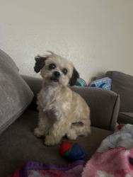 Reunited Female Dog last seen Tracy, Tracy, CA 95376
