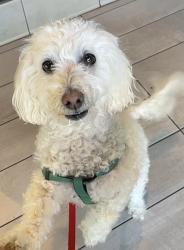 Reunited Male Dog last seen Villa Oak Drive, Citrus Heights, CA 95610