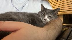 Reunited Male Cat last seen Orleans Landing apmts, Detroit, MI 48207
