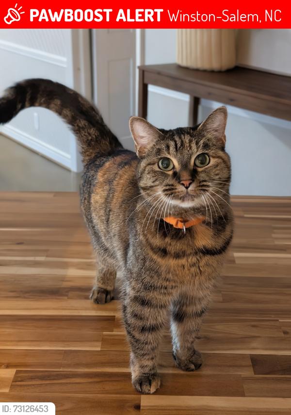 Lost Female Cat last seen Suburban neighborhood located off Country Club Rd., Winston-Salem, NC 27104