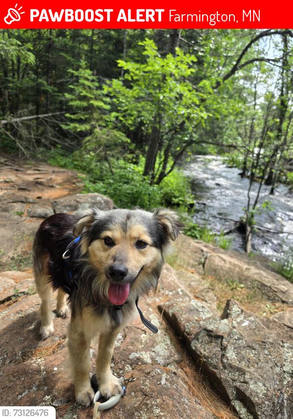 Lost Male Dog last seen Dakota County Electric Association, Farmington, MN 55024
