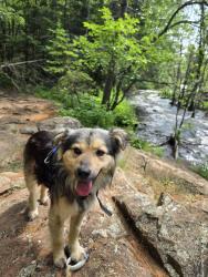 Lost Male Dog last seen Dakota County Electric Association, Farmington, MN 55024