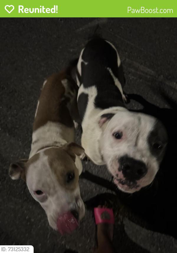 Reunited Male Dog last seen Walnut, Holly, Oak, Underwood, Great Falls, SC 29055