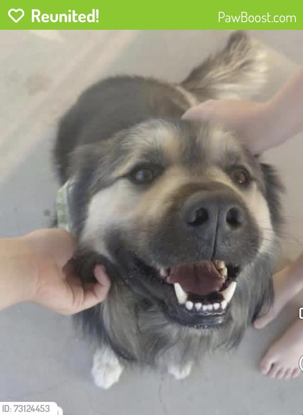 Reunited Male Dog last seen Buena vista, Corona, CA 92882