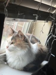 Reunited Female Cat last seen HEB, CVS, Conroe, TX 77385