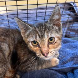 Shelter Stray Female Cat last seen , 361 S Raymond Ave, Pasadena, CA 91105, USA