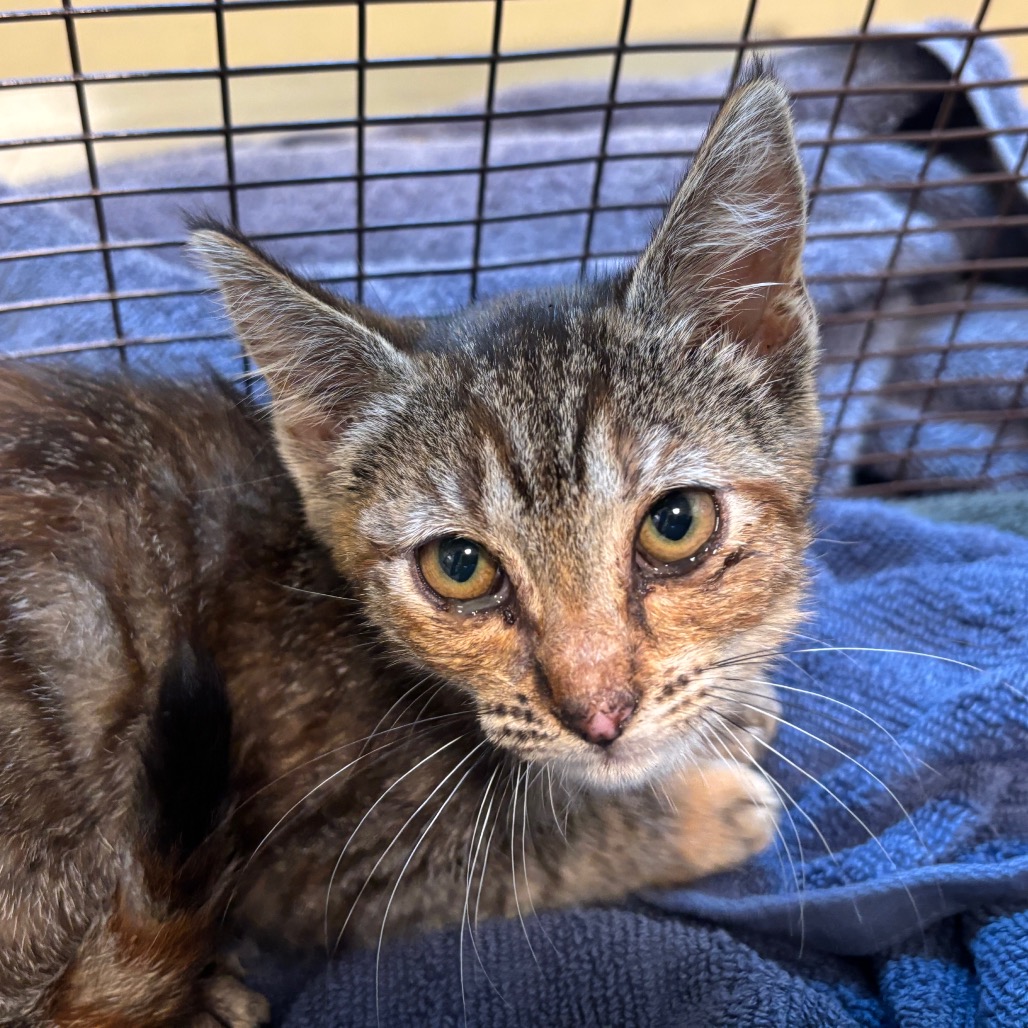 Shelter Stray Female Cat last seen , 361 S Raymond Ave, Pasadena, CA 91105, USA