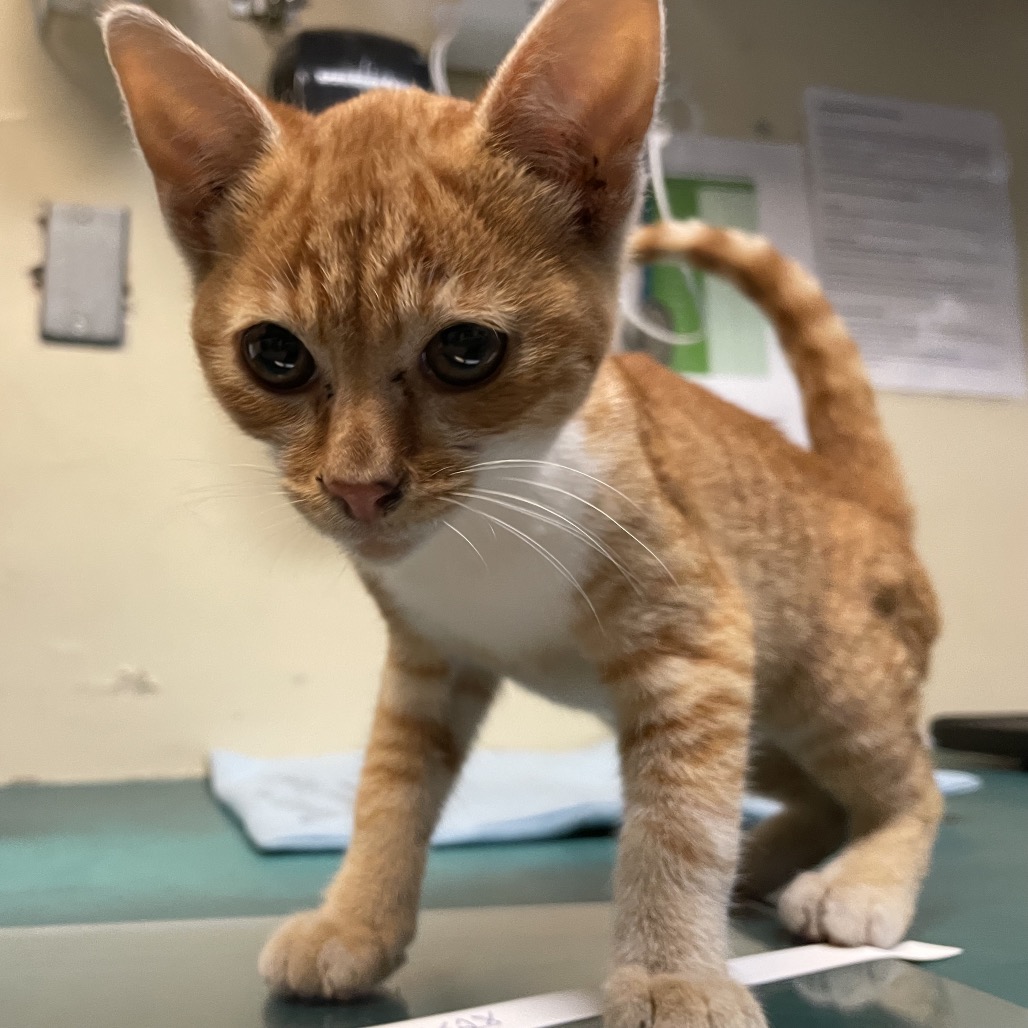 Shelter Stray Male Cat last seen , 361 S Raymond Ave, Pasadena, CA 91105, USA