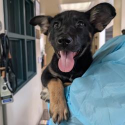 Shelter Stray Female Dog last seen , 361 S Raymond Ave, Pasadena, CA 91105, USA
