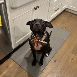 Shelter Stray Female Dog last seen , 361 S Raymond Ave, Pasadena, CA 91105, USA