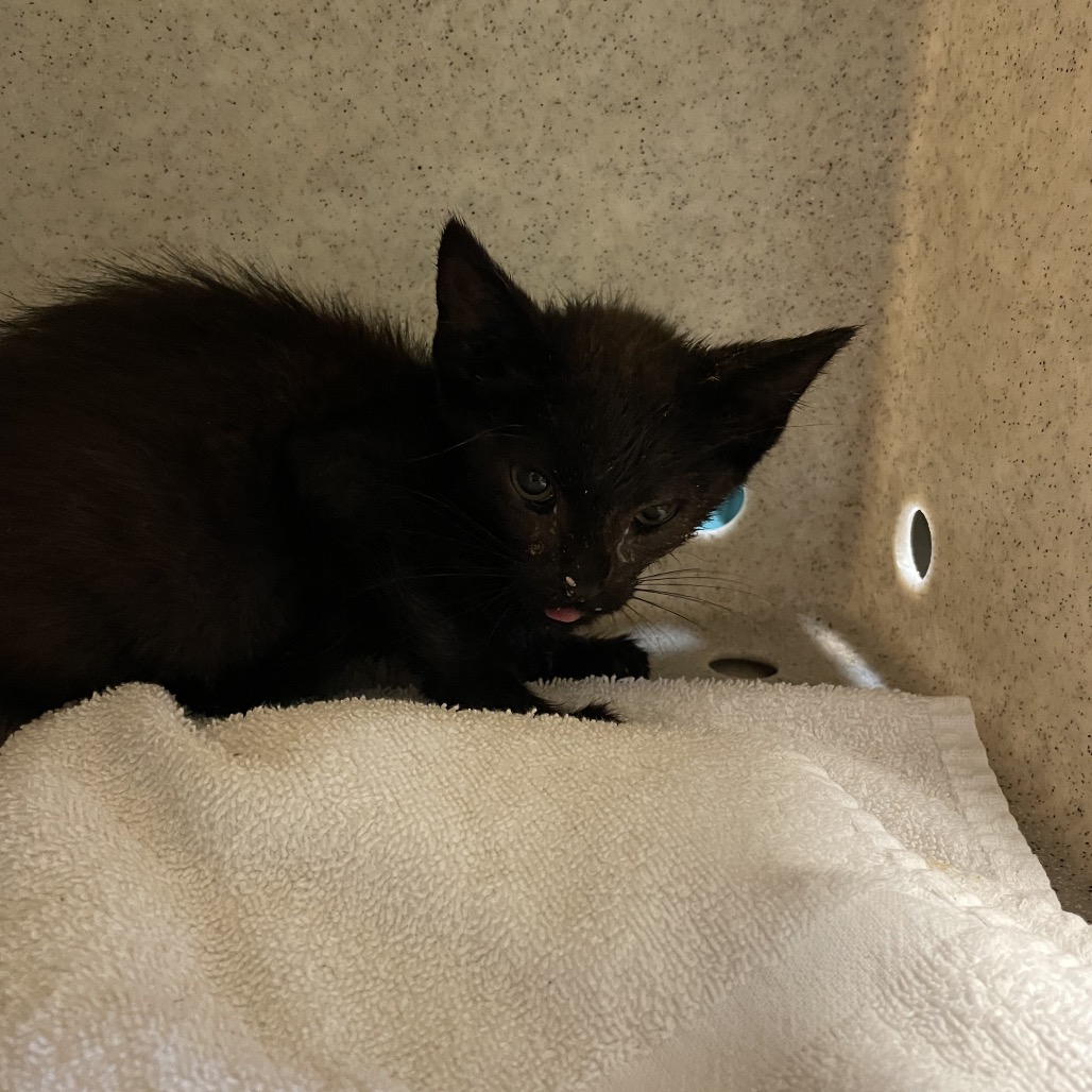 Shelter Stray Male Cat last seen , 361 S Raymond Ave, Pasadena, CA 91105, USA