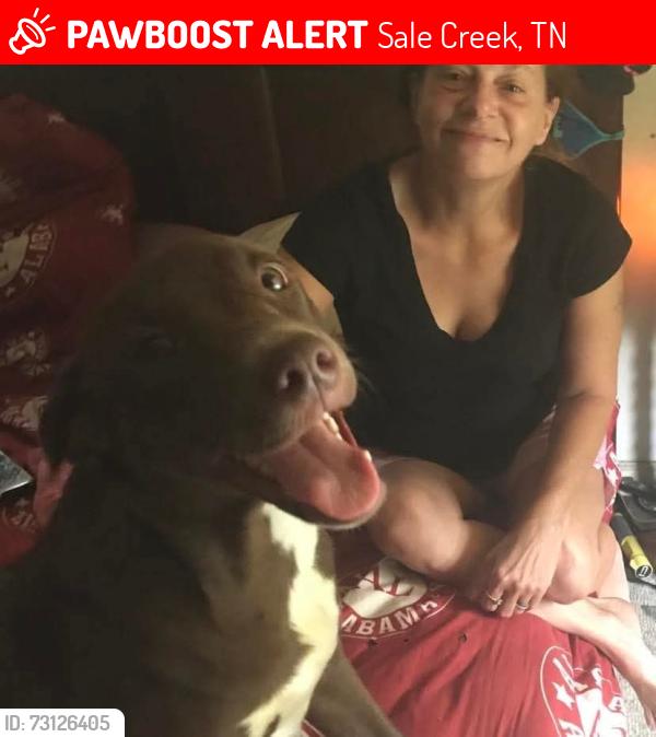 Lost Female Dog last seen Hwy 27 between salecreek and Dayton, TN maybe got into colterville or graysville TN, Sale Creek, TN 37373