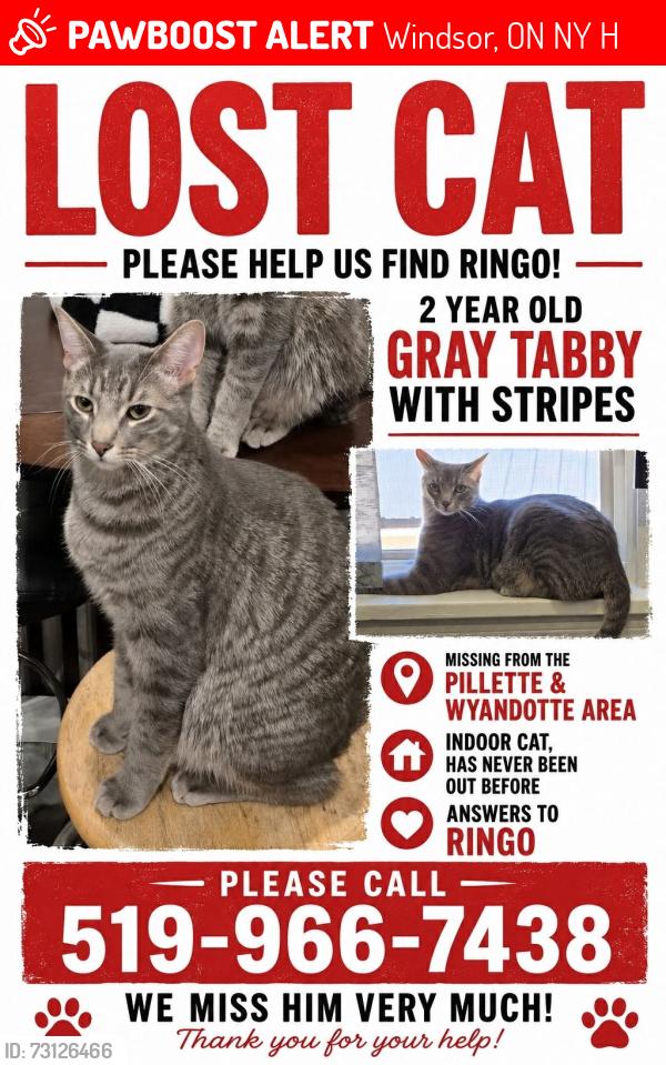 Lost Male Cat last seen Pillette rd. And Wyandotte, Windsor, ON N8Y 1H5
