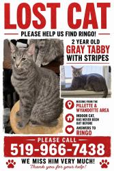 Lost Male Cat last seen Pillette rd. And Wyandotte, Windsor, ON N8Y 1H5