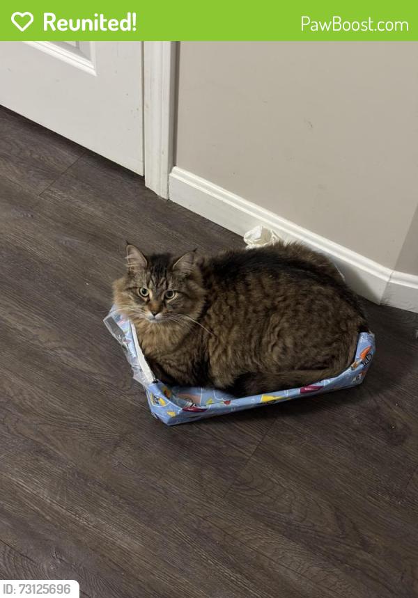 Reunited Male Cat last seen Gage St & Berkeley St, Worcester, MA 01605
