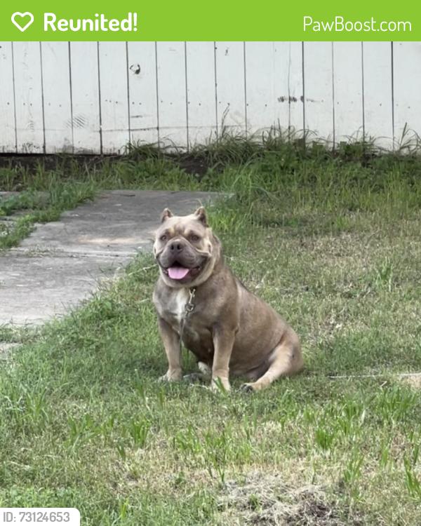 Reunited Female Dog last seen Last seen in gladstone, San Antonio, TX 78214