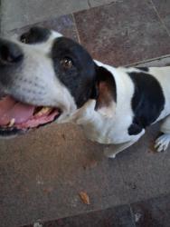 Lost Male Dog last seen Brompton Rd, Houston, TX 77025
