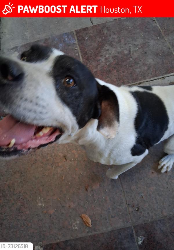 Lost Male Dog last seen Brompton Rd, Houston, TX 77025