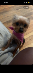 Reunited Female Dog last seen Halsted, Chicago, IL 60621