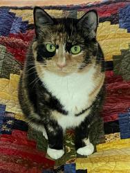 Reunited Female Cat last seen Arbutus St and 13th Ave, Vancouver, BC V6K 2S2