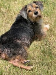 Found/Stray Male Dog last seen Enchanted bay, Fort Worth, TX 76119