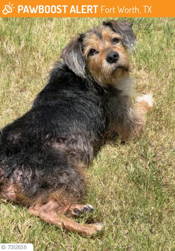 Found/Stray Male Dog last seen Enchanted bay, Fort Worth, TX 76119