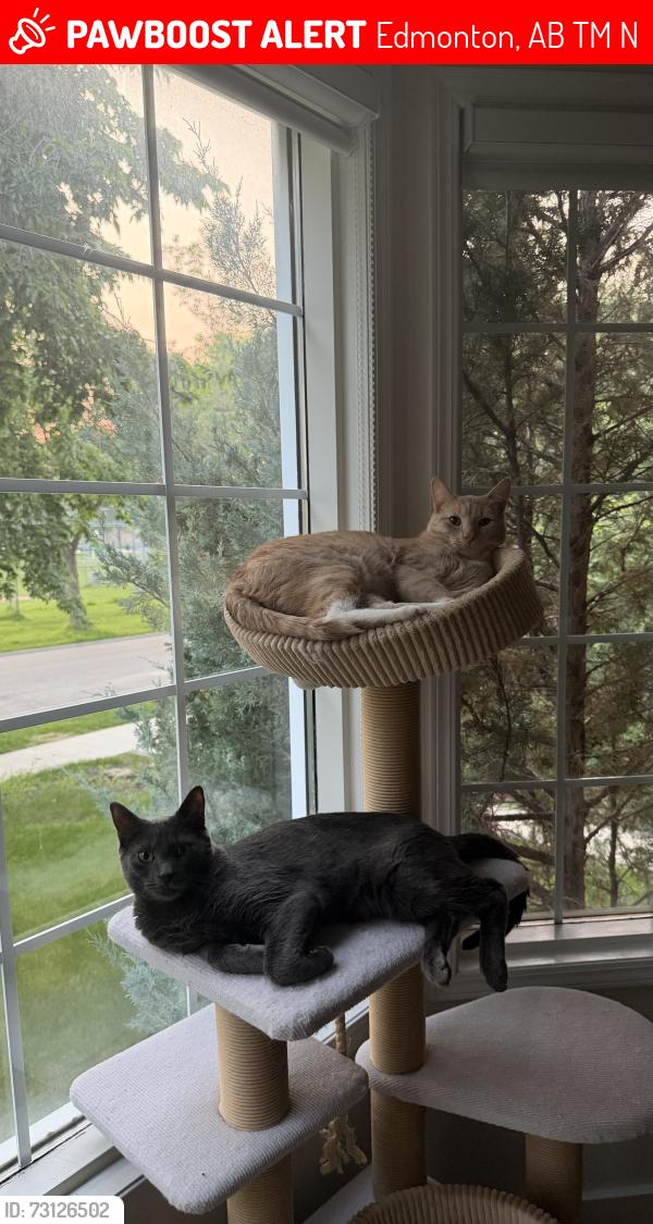 Lost Male Cat last seen inglewood school, Edmonton, AB T5M 0N3