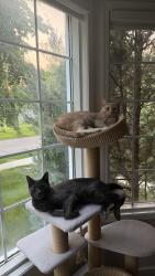 Lost Male Cat last seen inglewood school, Edmonton, AB T5M 0N3