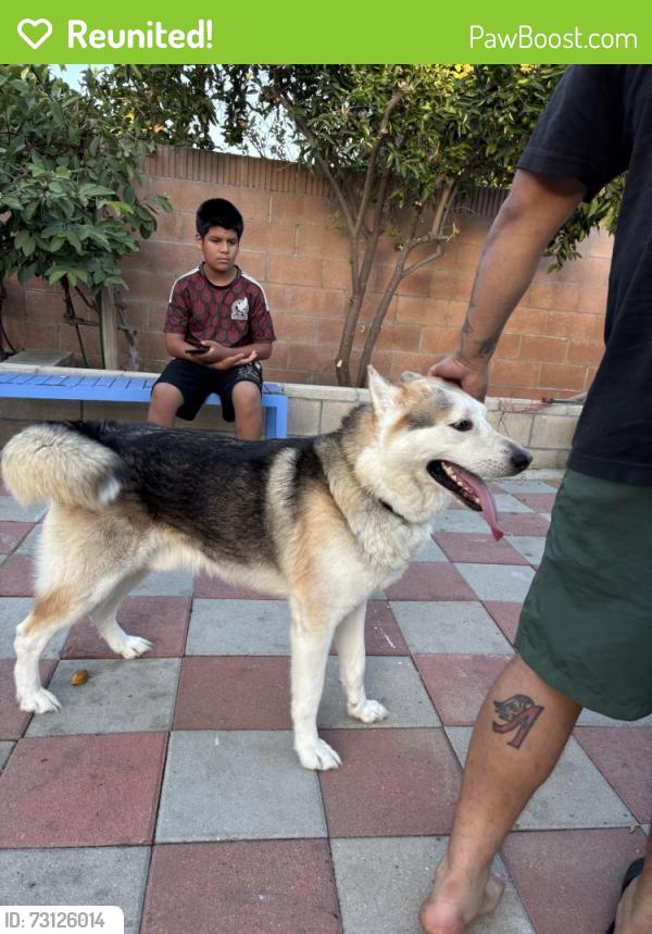 Reunited Male Dog last seen I-5, Anaheim, CA, USA, Anaheim, CA 92803
