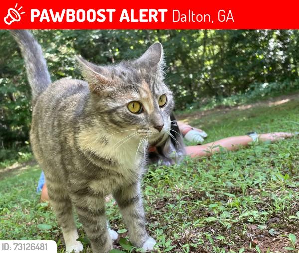 Lost Female Cat last seen Broadacre, Cleveland highway, Maple Grove, Dalton, GA 30721