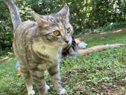 Lost Female Cat last seen Broadacre, Cleveland highway, Maple Grove, Dalton, GA 30721