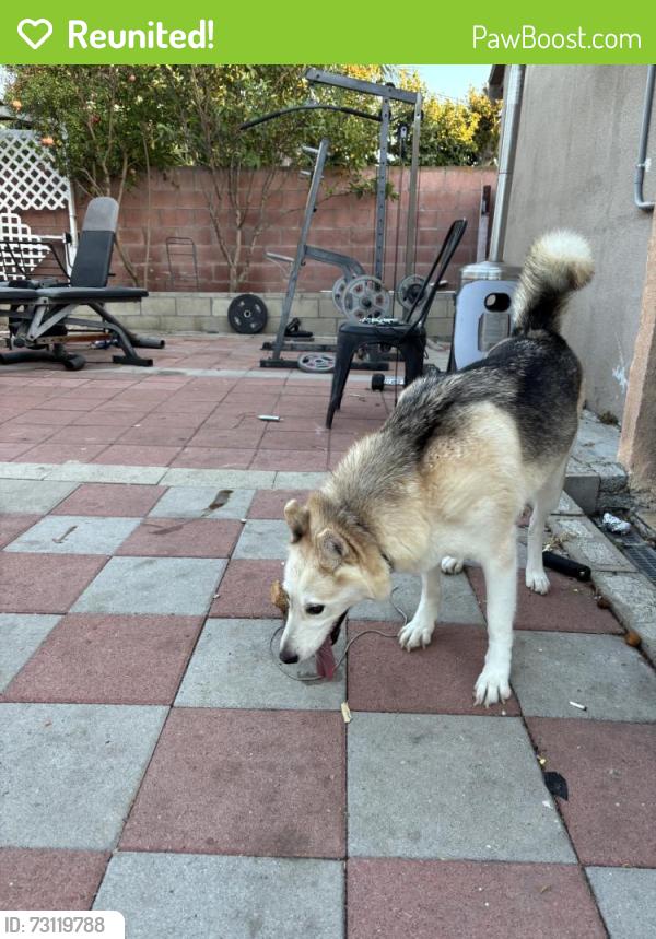 Reunited Male Dog last seen I-5, Anaheim, CA, USA, Anaheim, CA 92803