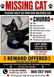 Lost Male Cat last seen Near Allensville rd, Sevierville, TN 37876