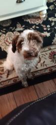 Reunited Female Dog last seen Posey road, San Marcos, TX 78666