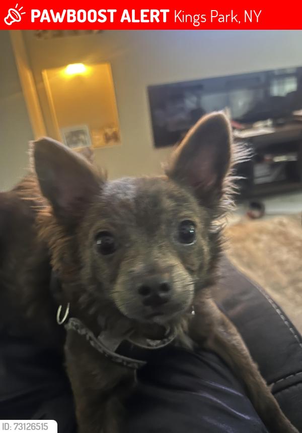 Lost Male Dog last seen Old northport road, Kings Park, NY 11754