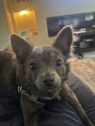 Lost Male Dog last seen Old northport road, Kings Park, NY 11754
