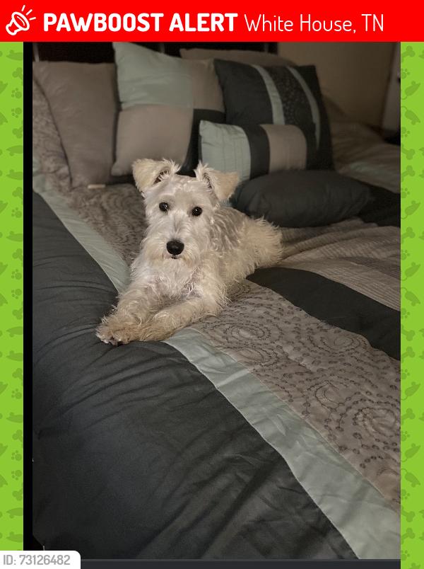 Lost Male Dog last seen Near larkspur, White House T.N 37188, White House, TN 37188