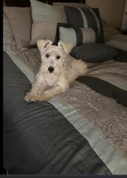 Lost Male Dog last seen Near larkspur, White House T.N 37188, White House, TN 37188