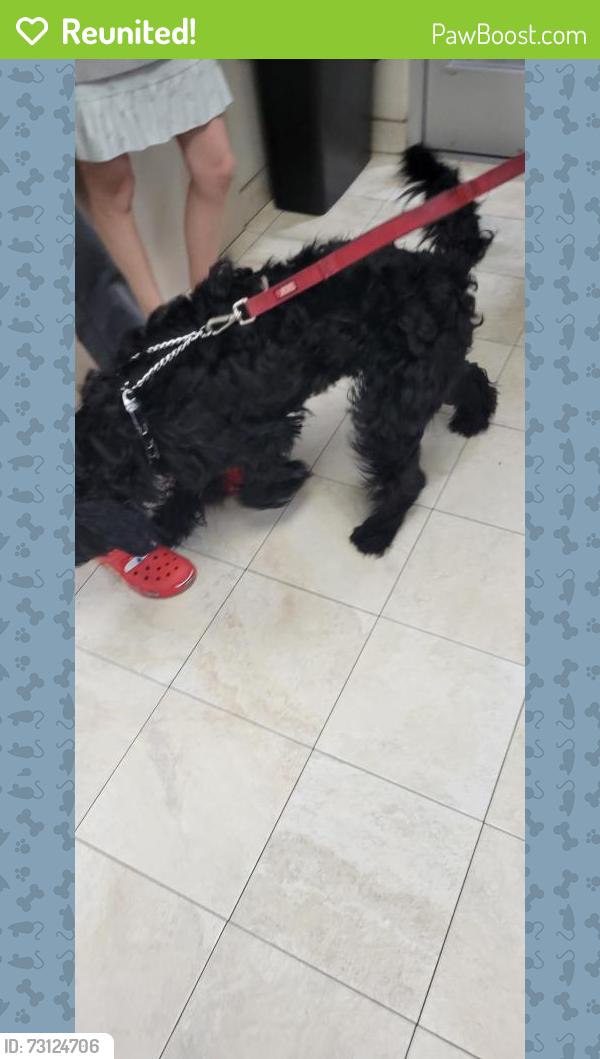 Reunited Male Dog last seen La mirada & Alicante, La Mirada, CA 90638