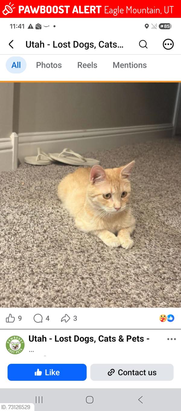 Lost Male Cat last seen Nolen Park Eagle Mountain Utah 84005, Eagle Mountain, UT 84005