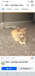 Lost Male Cat last seen Nolen Park Eagle Mountain Utah 84005, Eagle Mountain, UT 84005