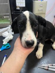Shelter Stray Female Dog last seen Bexar County, 3353 Morningside Dr, New Braunfels, TX 78132, USA